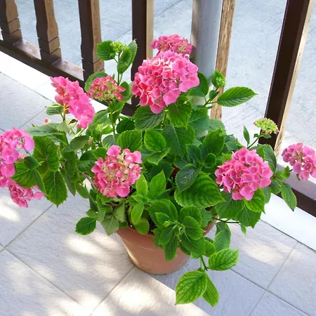 Pansion Platana Gasthof Glossa